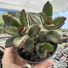 Kalanchoe tomentosa chocolate soldier