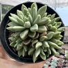 Sinocrassula densirossulata