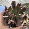 Echeveria dark vader