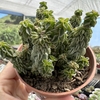 Peperomia columella