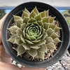 Sempervivum kalinda