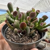 Crassula ovata gollum (orelha de Shrek)