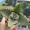 Kalanchoe beharensis