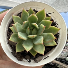 Echeveria pink dragon - comprar online