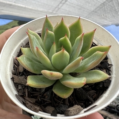 Echeveria pink dragon