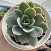 Echeveria pink vera