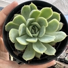 Echeveria elegans