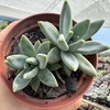 Pachyveria bea