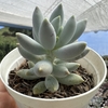 Pachyphytum rzedowskii