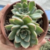 Echeveria pink line