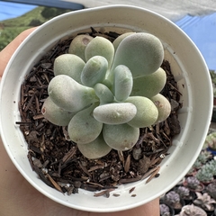 Pachyphytum caesium