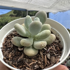 Pachyphytum caesium - comprar online