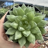 Haworthia 01