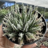 Haworthia 02