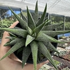 Haworthia attenuata radula