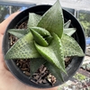 Haworthia venosa ssp tesselata