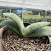 Gasteria glomerata