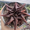 Haworthia koelmaniorum