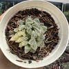 Haworthia cooperi variegata