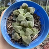 Haworthia pygmaea "bulldog"