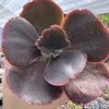 Echeveria gibbiflora japão x mahogany