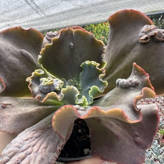 Echeveria gibbiflora Tomorrowland - comprar online