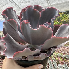 Echeveria gibbiflora monalisa - comprar online
