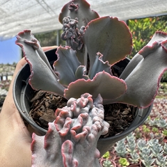 Echeveria gibbiflora nissie dorma - comprar online