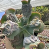 Echeveria gibbiflora hazak