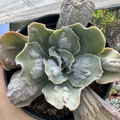 Echeveria gibbiflora white castle