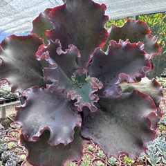 Echeveria gibbiflora chocolate ruffles