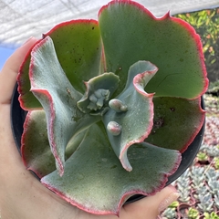 Echeveria gibbiflora godzilla