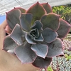 Echeveria andromeda