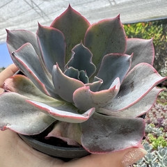 Echeveria andromeda - comprar online