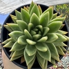 Echeveria agavoides estrela (pote 15)