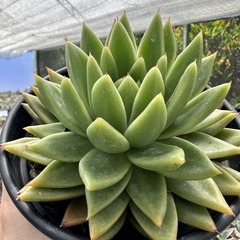 Echeveria agavoides estrela (pote 15) - comprar online