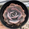 Echeveria dusty rose