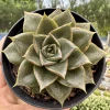 Echeveria dionysos - comprar online