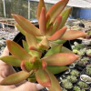 Sedum adolphi - comprar online