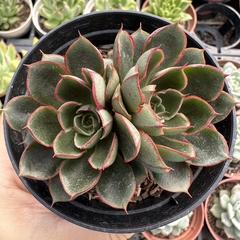 Echeveria agita rose - comprar online
