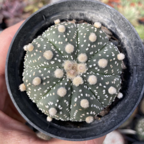 Astrophytum asterias - comprar online