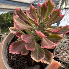 Euphorbia monadenium stapelioides variegata - comprar online