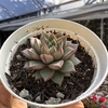 Echeveria parvinha