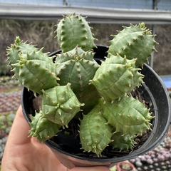 Euphorbia pseudoglobosa - comprar online