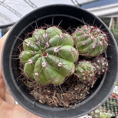 Notocactus ottonis - comprar online
