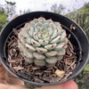 Echeveria white minima