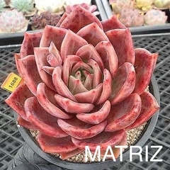 Echeveria red champagne - comprar online