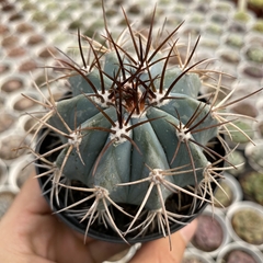 Melocactus azureus