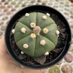 Astrophytum asterias nudum