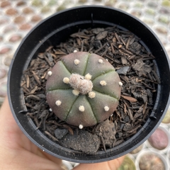 Astrophytum asterias purple